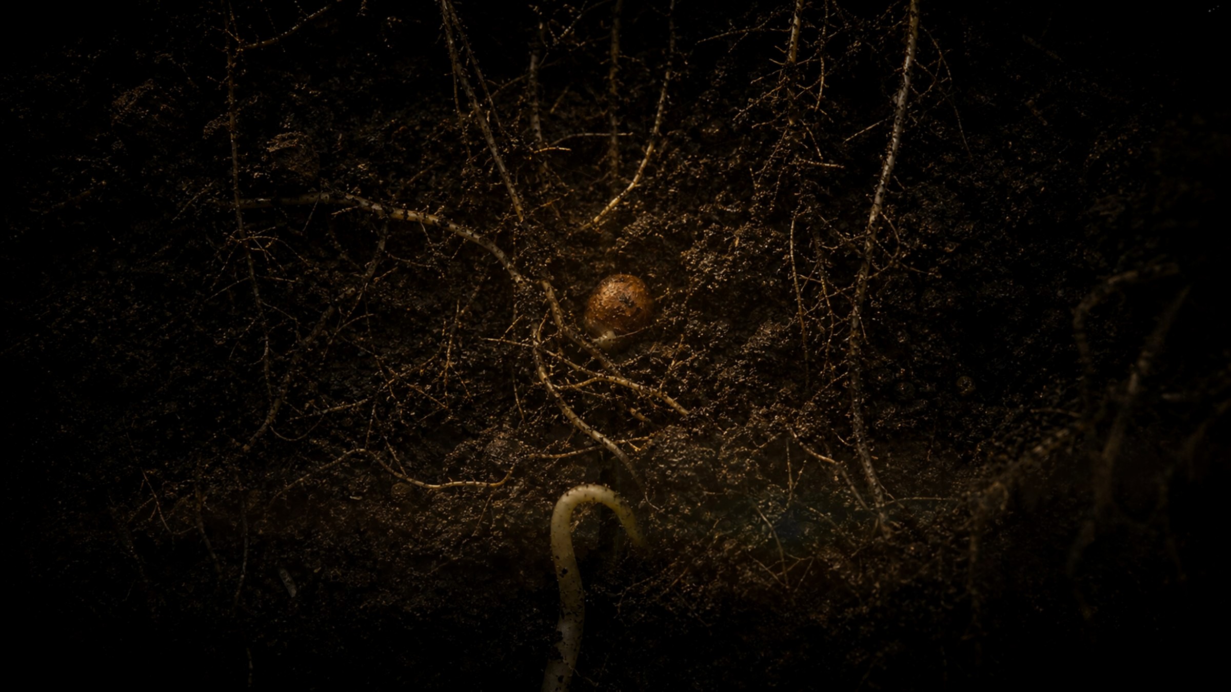 Chapter 5 — roots and the buried seed